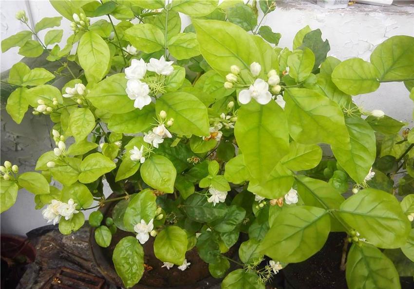 土壤|5种花爱吃醋,酸性土养得好,一睹为快看看都有谁