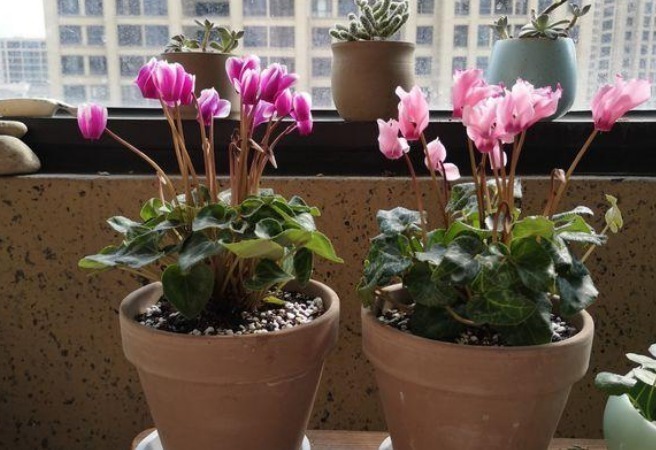 兔耳|越养越值钱的4种花,一旦把花养活财运不断,尤其第一种不好养!