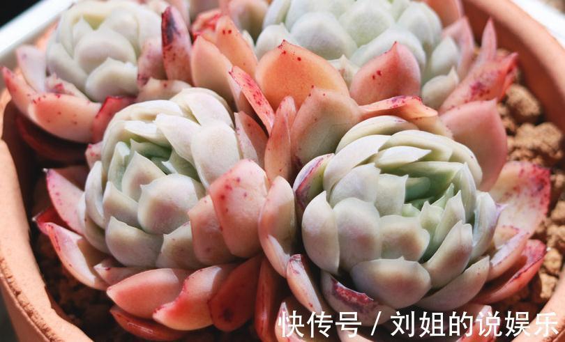 铺面石|多肉植物怎么上盆,做好这几件事,服盆快速植株健康