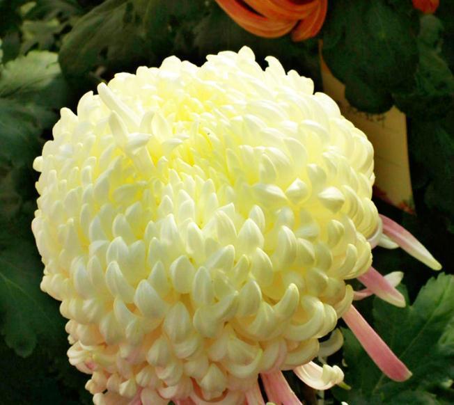 喜欢菊花，就养盆“珍奇名菊”，似层叠白云，好养好看，美丽怡人