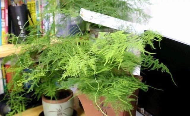 7月开始,4种花就怕“晒太阳”,想要叶色翠绿,这些细节你知道吗