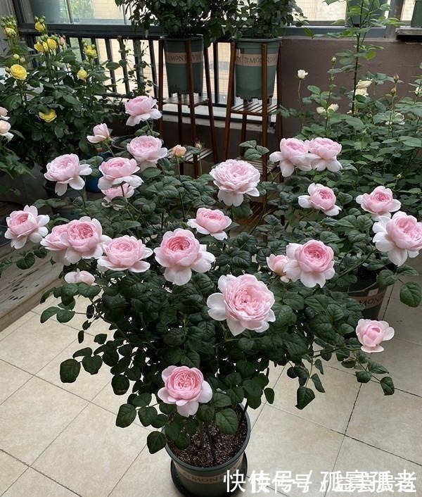 漂亮|此款世界名花,超级漂亮,开花勤快,好养易管理,室内盆栽也可以!