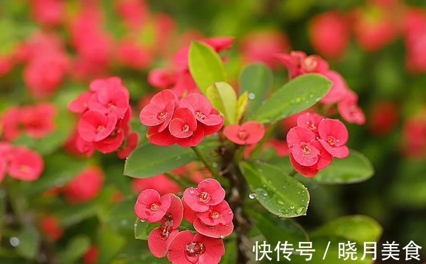 5种花不怕冷,扔在室外不用管,花朵挂满枝头,鲜艳多姿,很漂亮