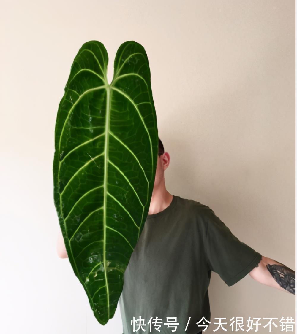 雅观|8种形状各异的花烛,每一款纹路都不相同,十分雅观,你认出几种