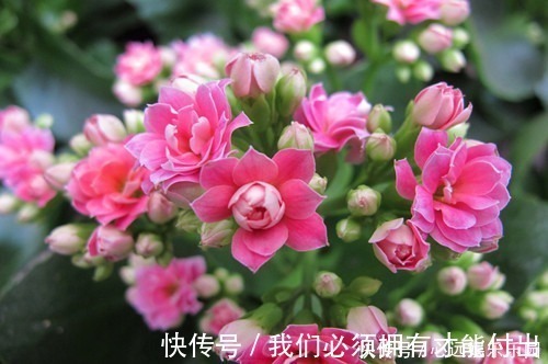 蚯蚓|什么废油、黄豆水都不如这种水,浇啥旺啥,是真正的“万能水”!