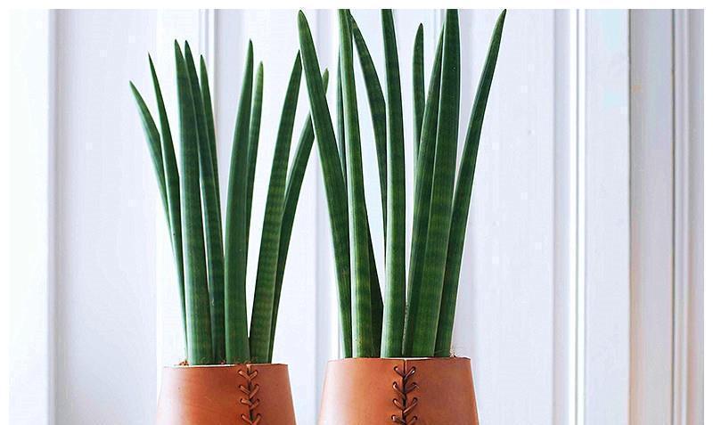 光照|养好虎皮兰,做对四个点,叶片硬挺长得高,满盆“虎芽”撑破盆