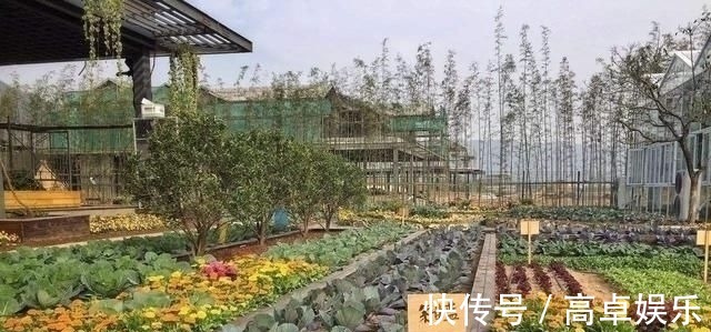 泳池|家里有个院子，就要这样设计，美的就像世外桃源