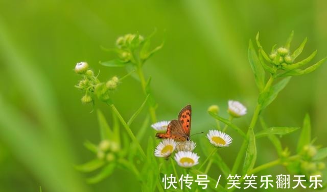 皮肤的秘密$读《皮肤的秘密》一书,分享我们皮肤气味的作用!