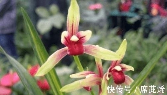 国魂兰花被誉为“四大天后”之一,开花比鸡血还红,花香迷人