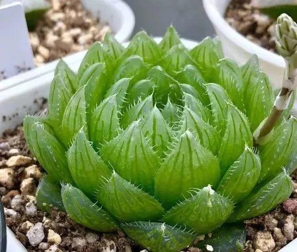 蓝鸟|多肉法师不但长得快,颜色艳品种多,越看越喜欢!