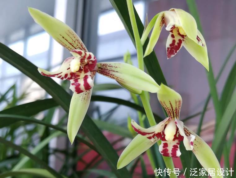 叶基|兰花度夏,“两腐”是大难题,6招预防3招治疗,小心谨慎过夏天