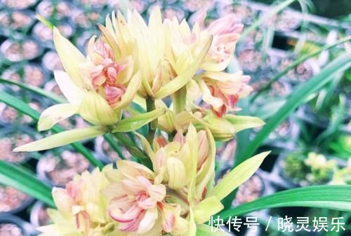 富山|建议大家:若有空余的地方,一定要种植这3种植物!漂亮又好种