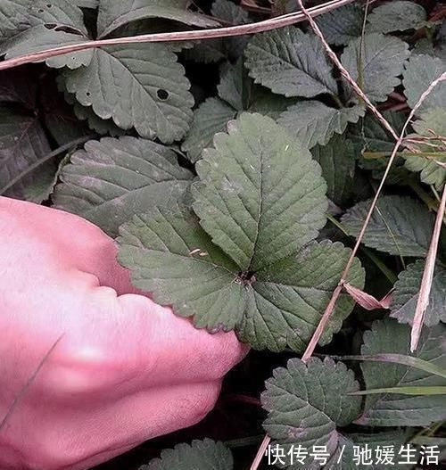 果子|路边发现一大片“野草”,是治咳嗽的好药,扯一把盆栽,沾土就活