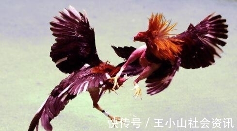 秀才!梁漱溟说,人生修炼如斗鸡,最高境界是呆头呆脑,秘不示人