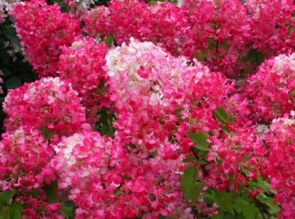 菊花朵|花卉名品柠檬黄三角梅,花开优雅迷人好养活,可以说是养花首选