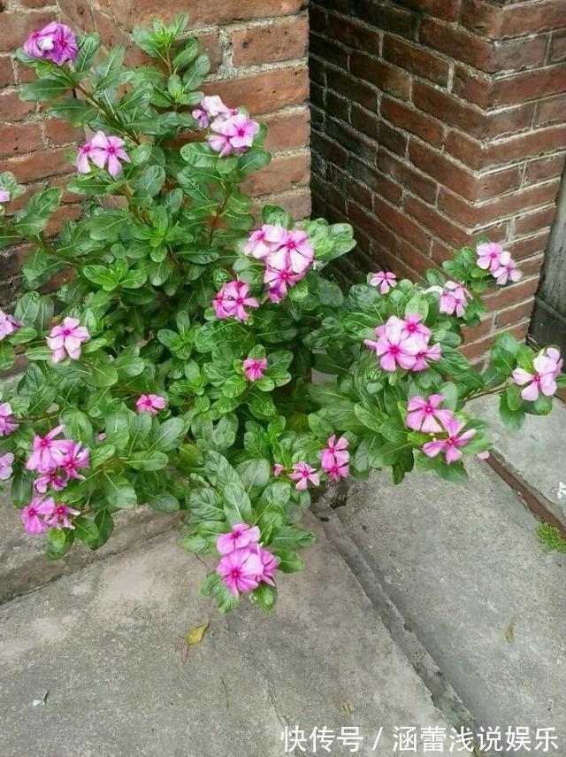 花盆|真正的花坚强，墙缝、地缝都能长，开花特别旺！