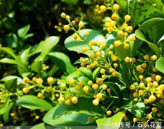 把5种花养在家里，就像喷了“香水”一样，香气扑鼻