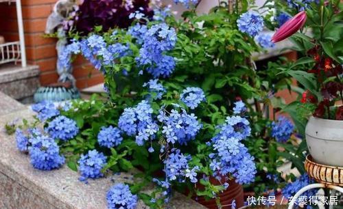 4种花华丽又高贵，看一眼就忘不了，一年四季开花不断，挤满阳台