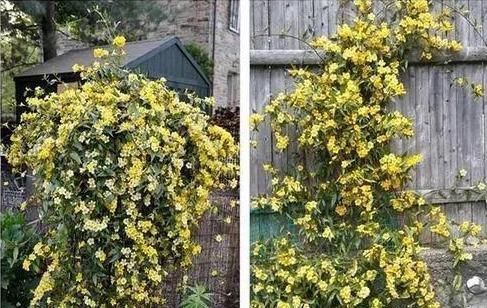 香水|这花极耐寒花开半年，香飘满院，城里人还抢着种，它其实叫断肠草