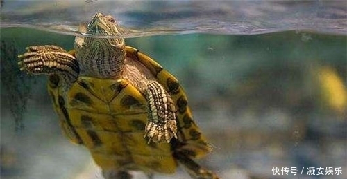  玄武|古人打完井后，为啥要丢俩乌龟下去？古人的智慧令现代人叹服