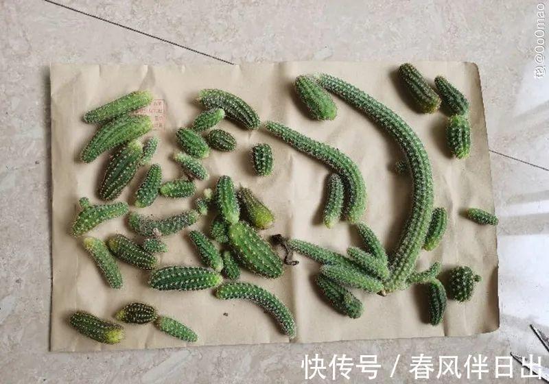 白檀|养到烦人的花，盆都不够用，扔掉还很心疼