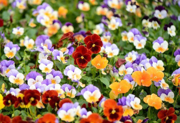 家里就养4种花，给点阳光就灿烂，花开媲美玫瑰，花朵姿态万千