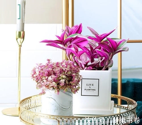 吊兰中的爱马仕,园艺界的奢侈品——油画吊兰