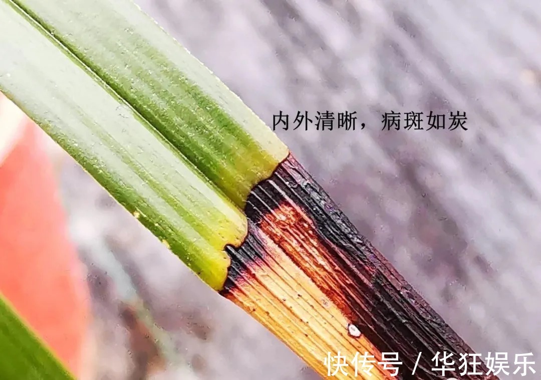 炭疽病|养兰花,比软腐病威胁更大的,是容易治好的炭疽病