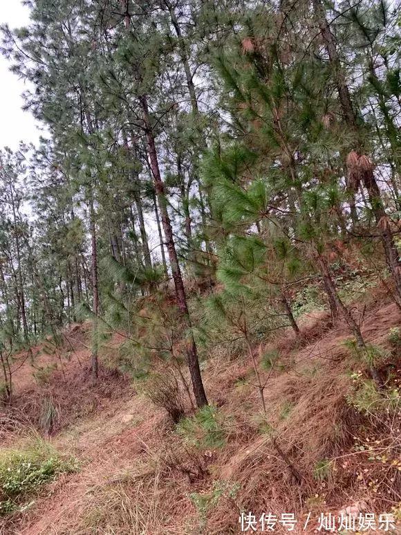 花土|2种土到处有,挖一点养花特别好,疏松透气肥力足,还不烂根!