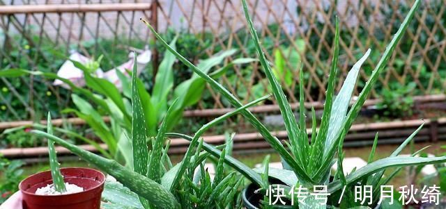 叶片|“3种花”养客厅,大气、上档次,吸“甲醛”效果好,空气清新