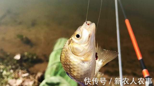 湖北一男子冒着寒冷通宵夜钓,妻子发现鱼获不对劲,网友:别乱想