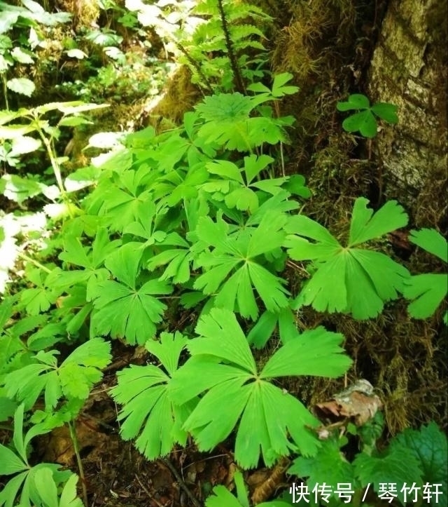世界上最独立的植物，一生只长一片叶子，只开一朵绿色的小花