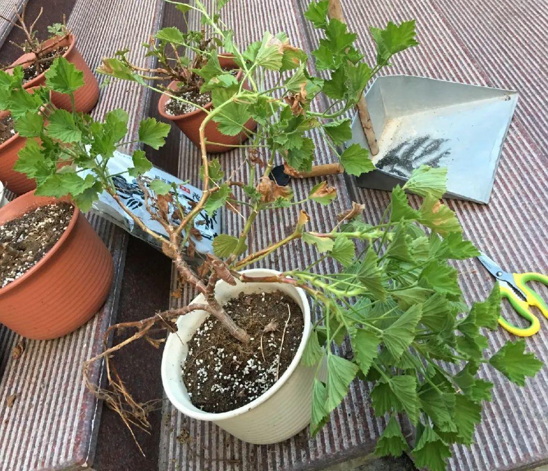 叶子|20种花，天凉了赶紧剪，来年开花有多又艳！