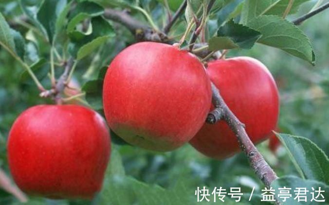 身体健康|别再被“早上吃苹果”骗了，对身体健康有3大危害，别被骗了