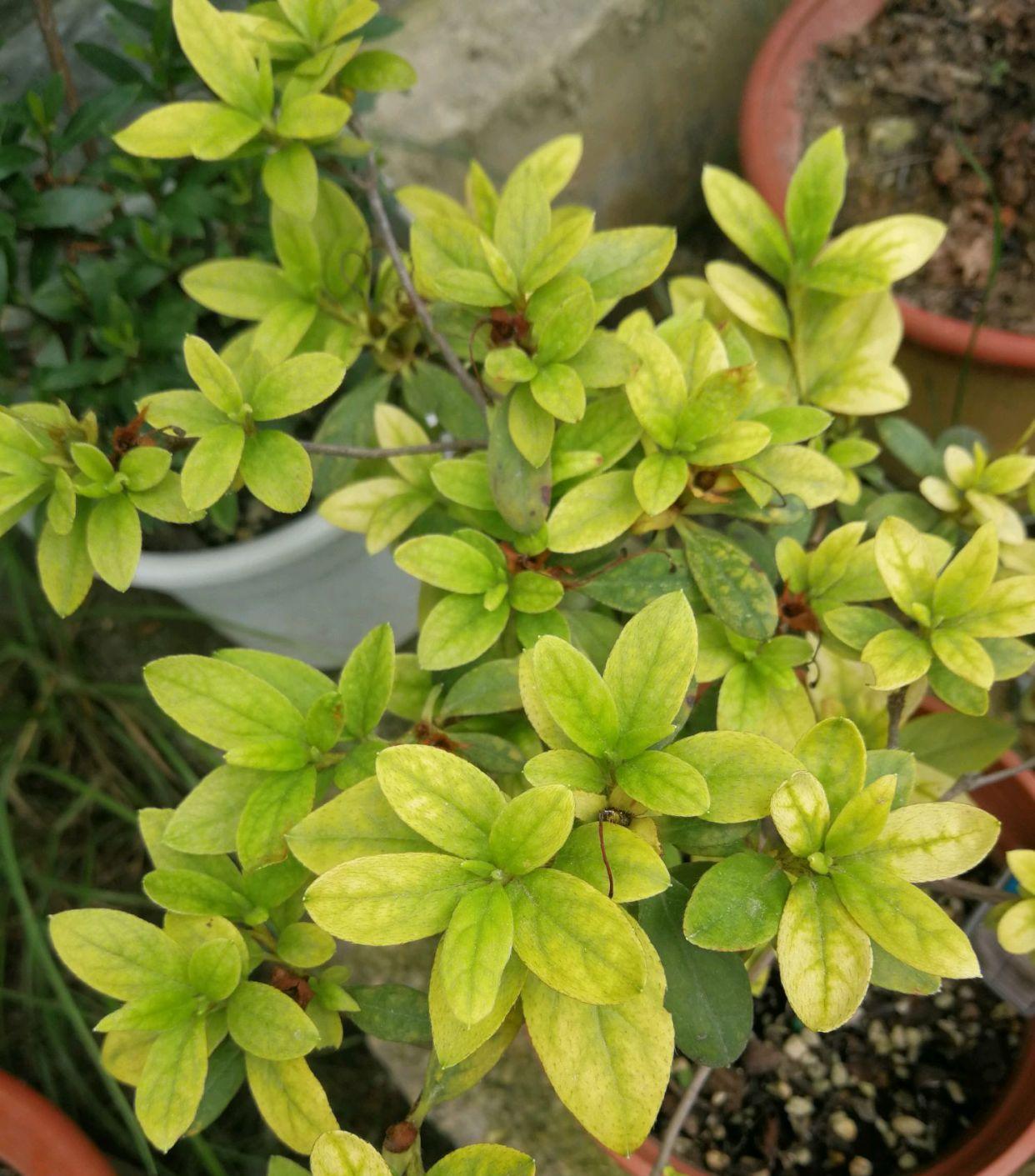 花盆里加几滴“它”,月季,茉莉,栀子花再也不黄叶