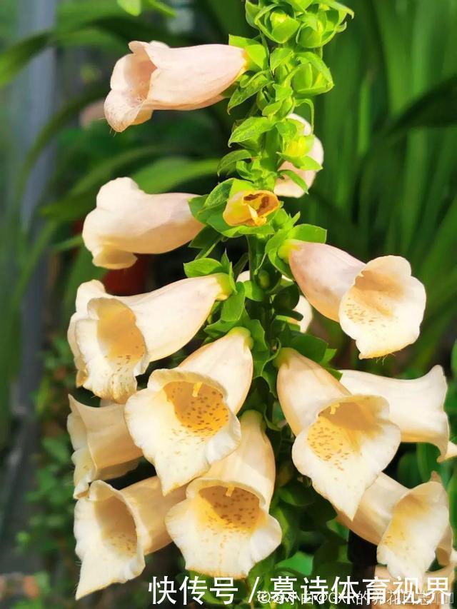 鼠尾草鼠尾草|这花名字太难听,我实在叫不出口,到底谁起的