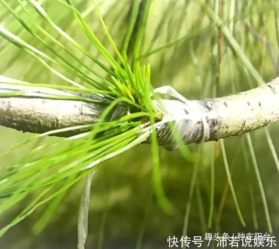 罗汉松芽|罗汉松芽接案例分享,台长教你玩出别出心裁的岭南盆景!