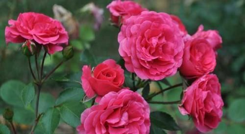 月季花开谢后，做好这件事，花苞越开越多