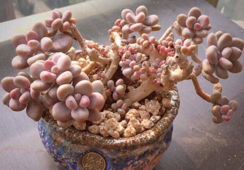 橙梦露|贵州大妈家不足一平方的窗台,摆了几十盆多肉,颜色美爆盆快