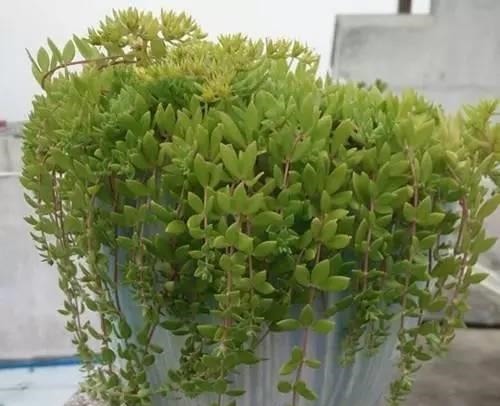 6种绿植怎么养都不会死,怪不得这么多人喜欢