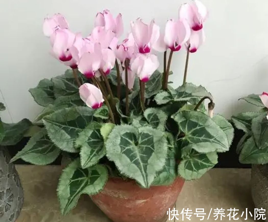 技巧|养仙客来，掌握4个养护技巧，叶子浓绿开花不断