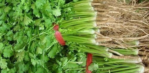 存放香菜,不要再放冰箱,20年大厨教你,不管多久都不坏