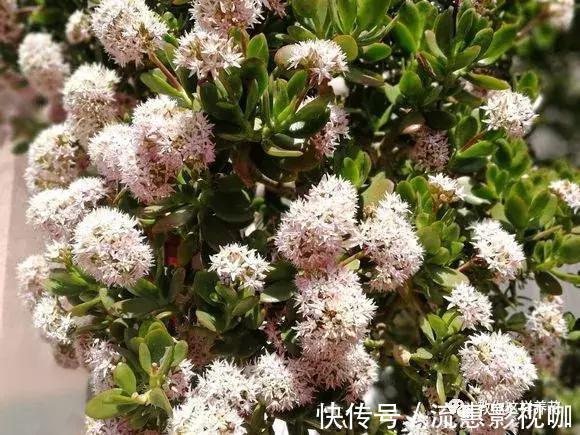 4种花有灵性，平时难开花，一有好事就开花！