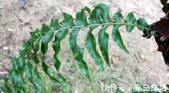 采摘|这种野草很珍贵,喜欢附大树上生长,现在很少见人称“槲蕨”