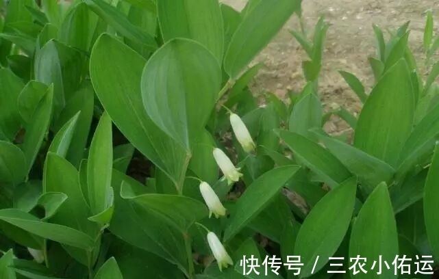 野草|农村山里的这种稀罕野草,市场上卖40块一斤,入药后价值极高