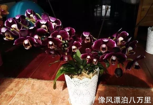 花姿|6种兰花爱开花,一开就变成“花瀑布”,太美了!