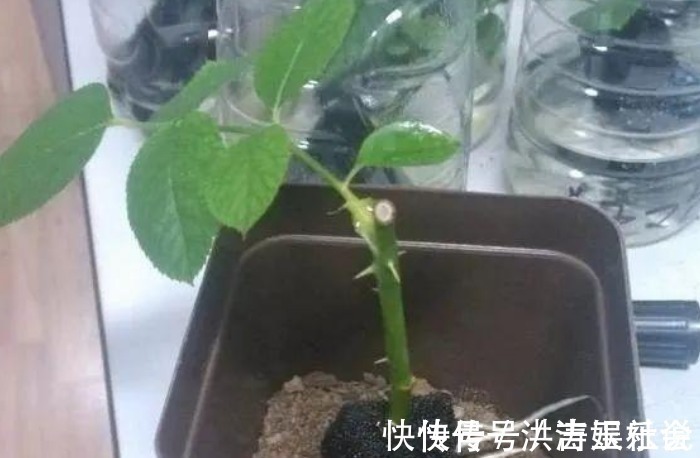 下一代|扦插好方法养花繁殖下一代，试试这3招，简单好使