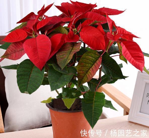 养花别大意，3种花对身心健康不利，再喜欢也别养，你养过几种？