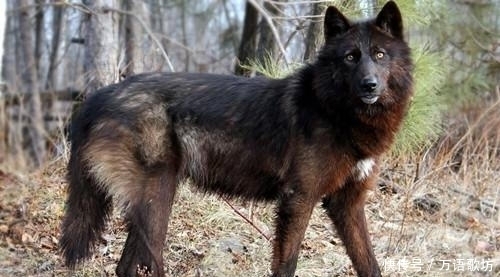 如果一头生活在核辐射禁区的狼跑了出来,会发生什么?