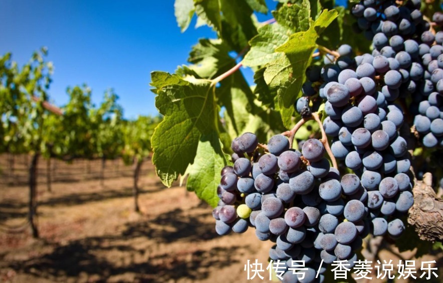 柑橘|得了高血压,三种水果不要碰,很多人都忽视,血压容易上涨